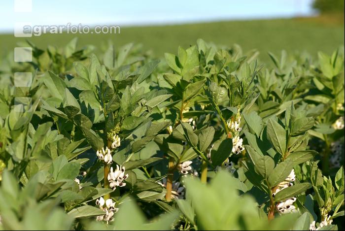Ackerbohne Blüte 6