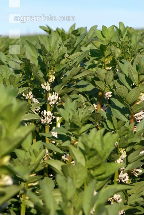 Ackerbohne Blüte 7