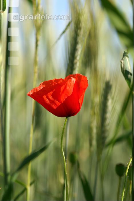 Klatschmohn 4