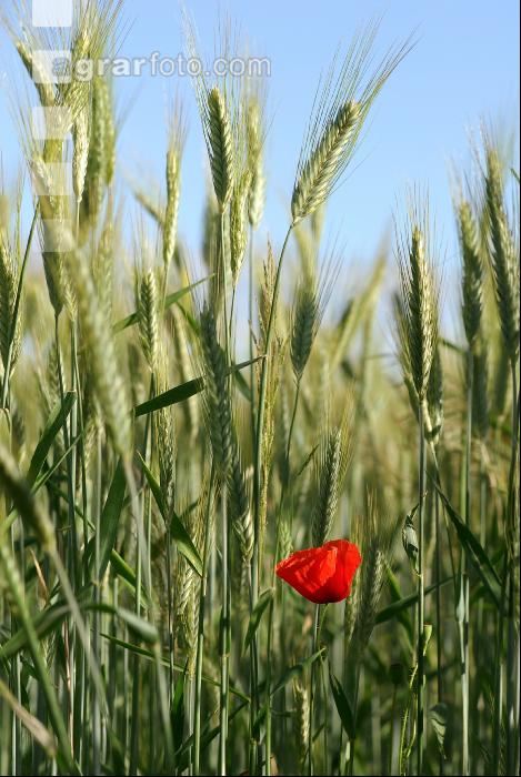 Klatschmohn 5