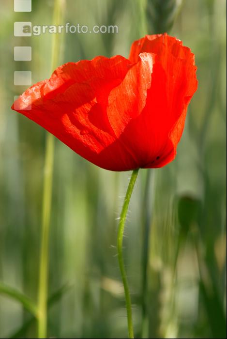 Klatschmohn 6