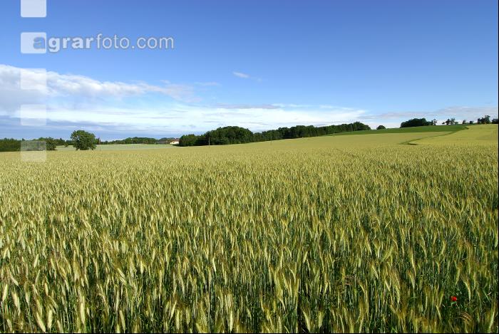 Triticale milchreif 18