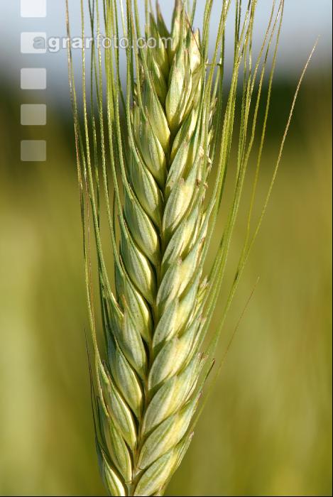 Triticale milchreif 20