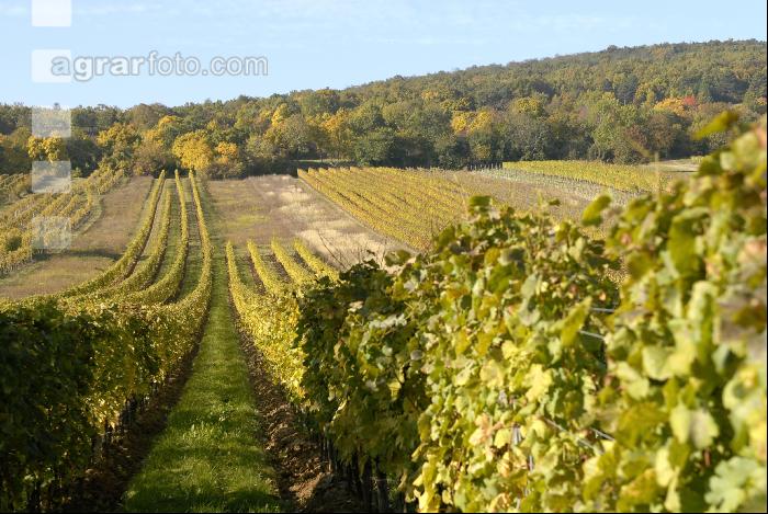 Weingarten Herbst 21