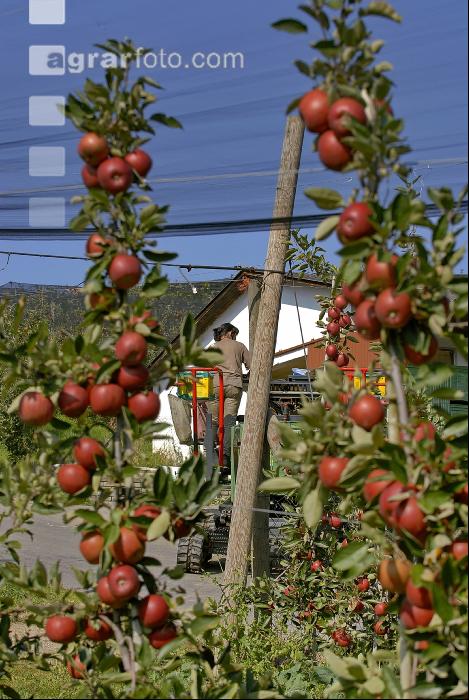 Braeburn Apfel 1