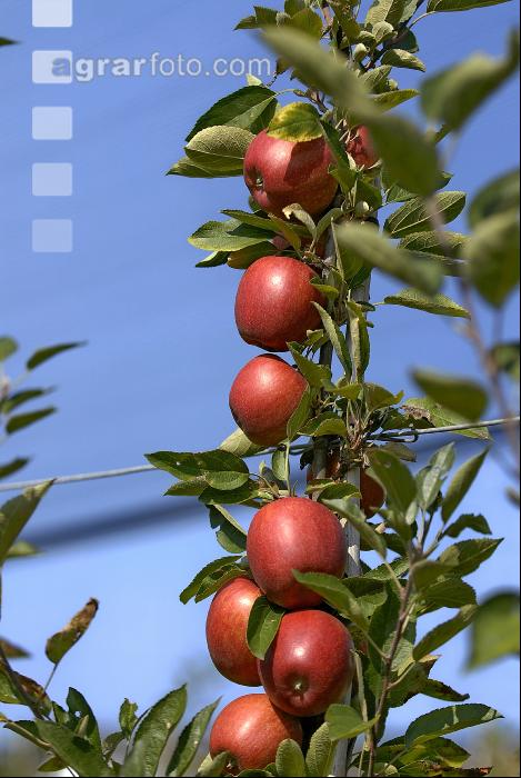 Braeburn Apfel 4