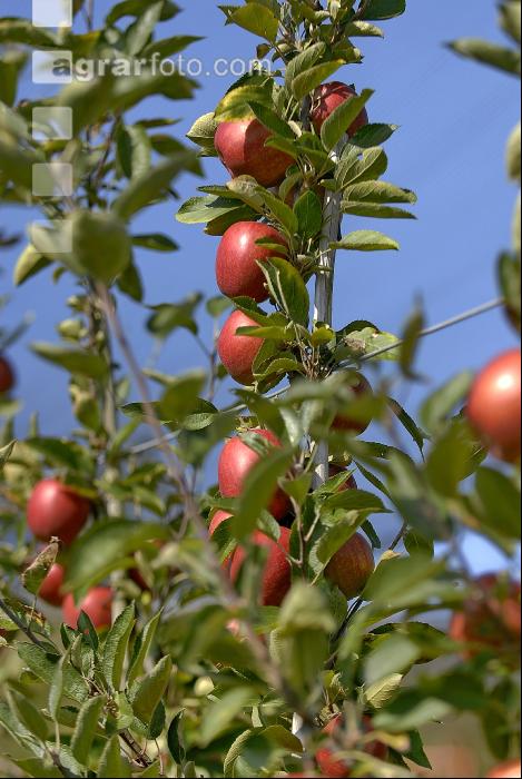 Braeburn Apfel 6