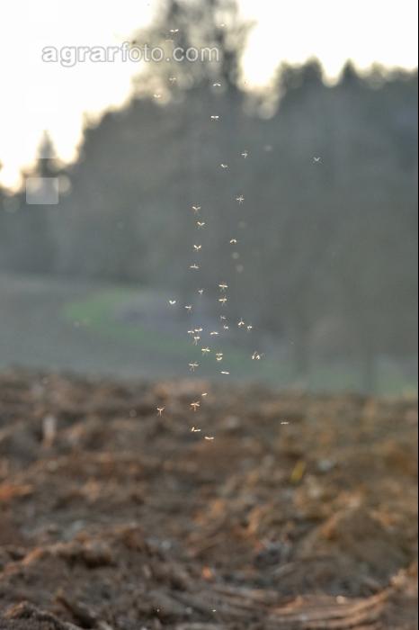 Mücken Sonnenlicht 1