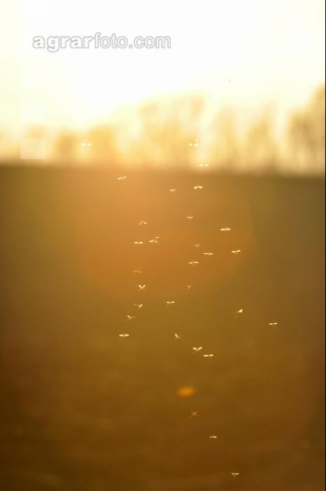 Mücken Sonnenlicht 4