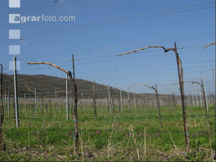 Wein Junganlage 13