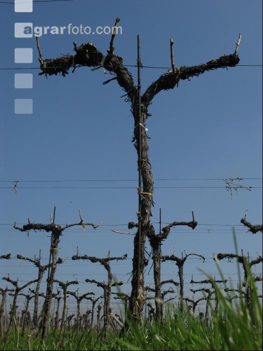 Wein vor Austrieb 4