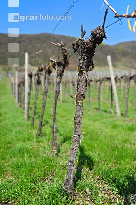 Wein vor Austrieb 6