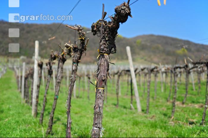 Wein vor Austrieb 7