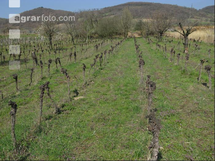 Wein vor Rodung 1