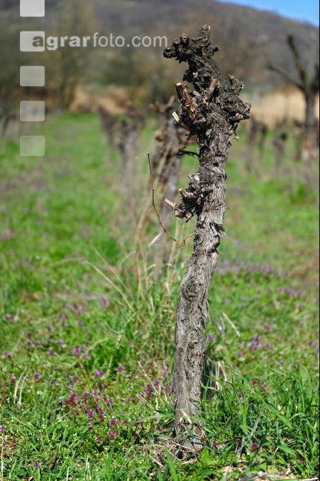 Wein vor Rodung 5