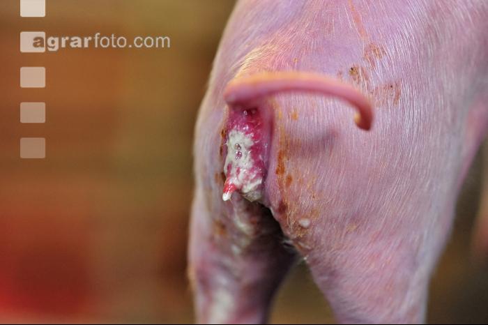 Ferkel Durchfall 14
