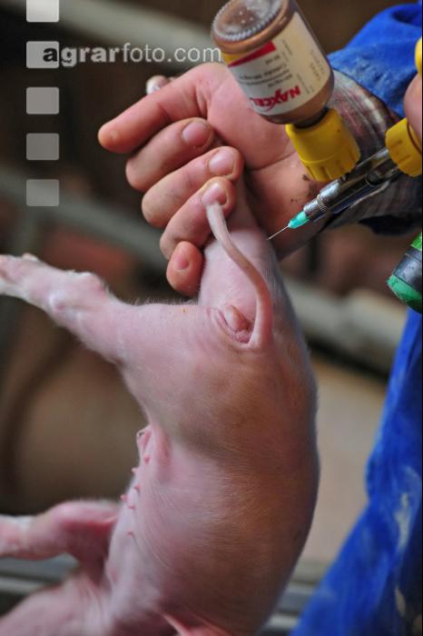 Ferkel Antibiotika 1