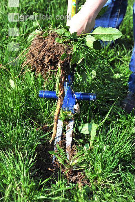 Ampfer stechen 6