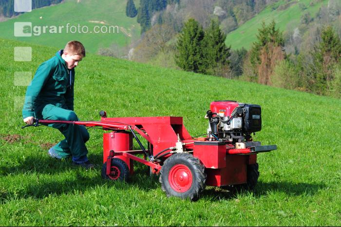 Ampfer Wurzelzieher 1