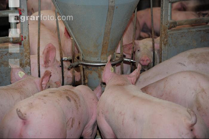 Schweine fressen 21
