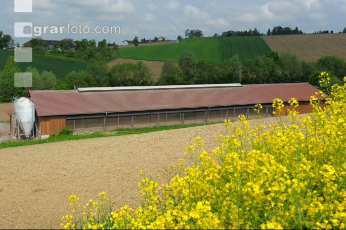 Schweinestall 13