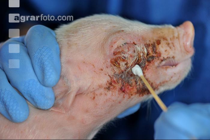 Tierarzt Hautprobe 3