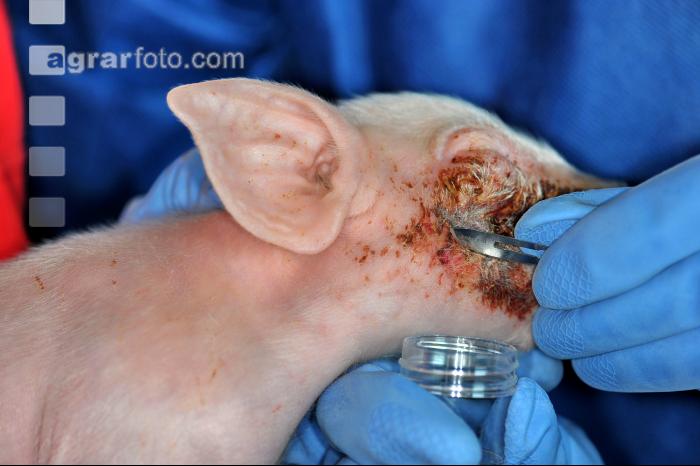Tierarzt Hautprobe 4