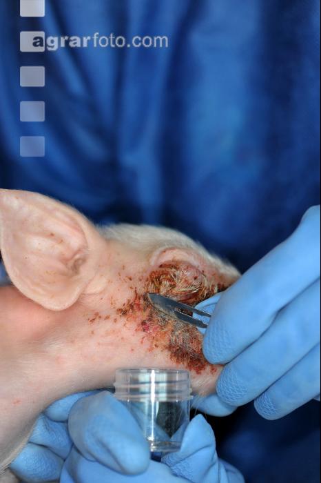 Tierarzt Hautprobe 5
