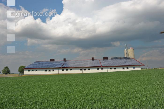 Schweinestall 28