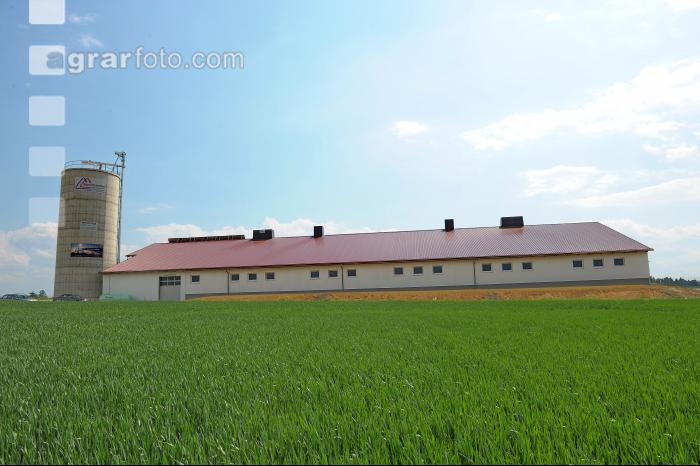 Schweinestall 31
