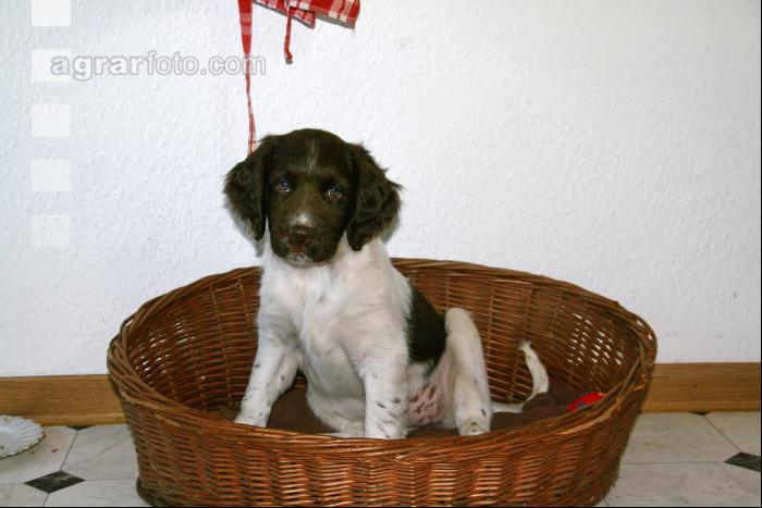Münsterländer J 3