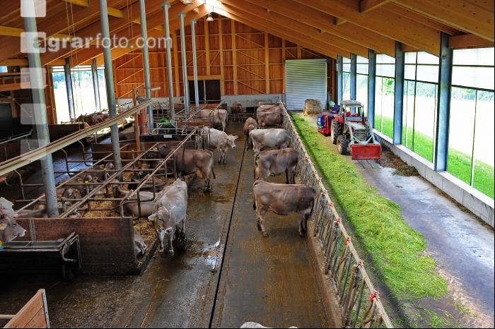 Braunvieh Laufstall 2