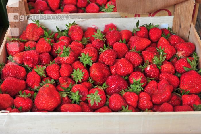 Erdbeeren