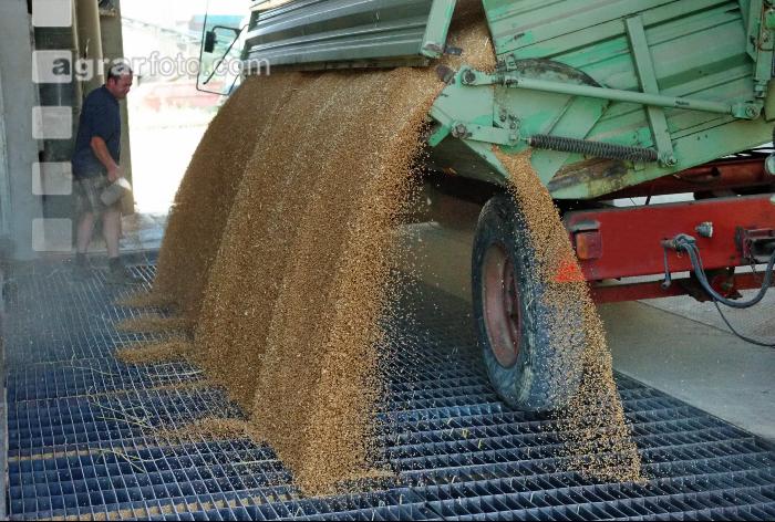 Weizen Ablieferung 70
