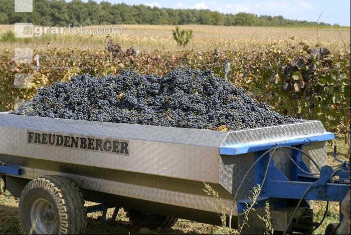 Weinlesen 46