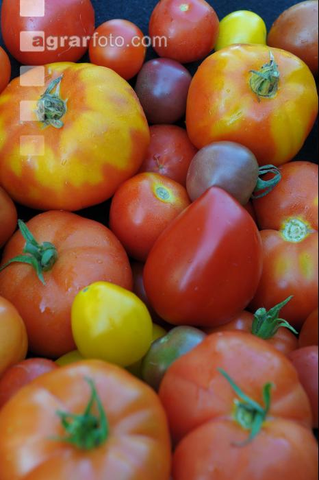 Tomatenvielfalt 4