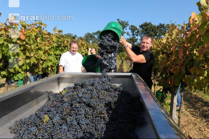 Weinlesen 47