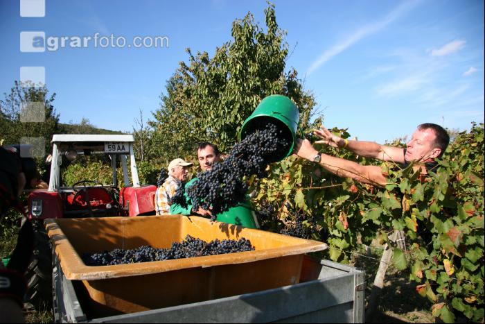 Weinlesen 49