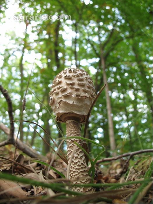 Parasol 4