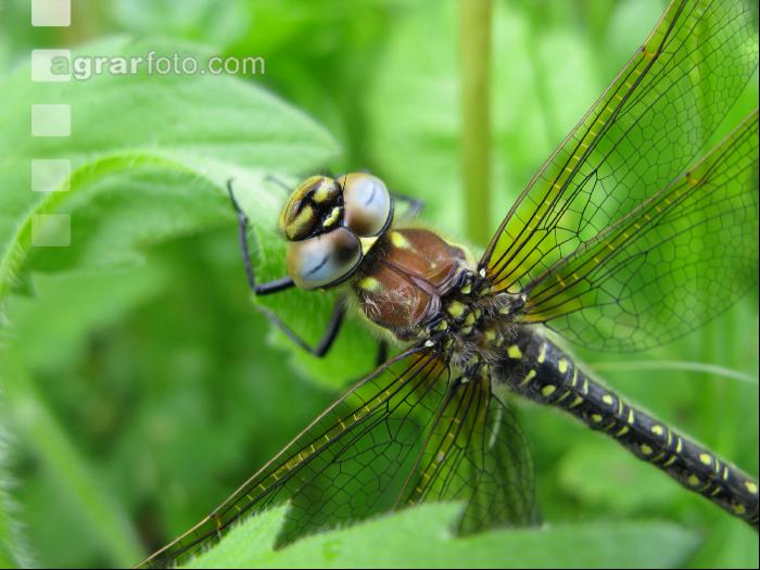 Libelle 1
