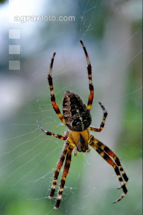 Kreuzspinne 6