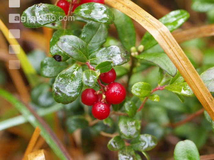 Preiselbeeren 1