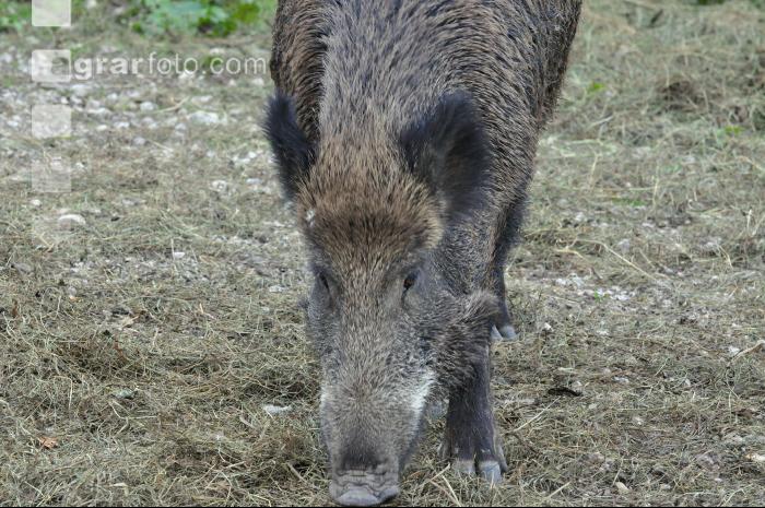 Wildschweine 15