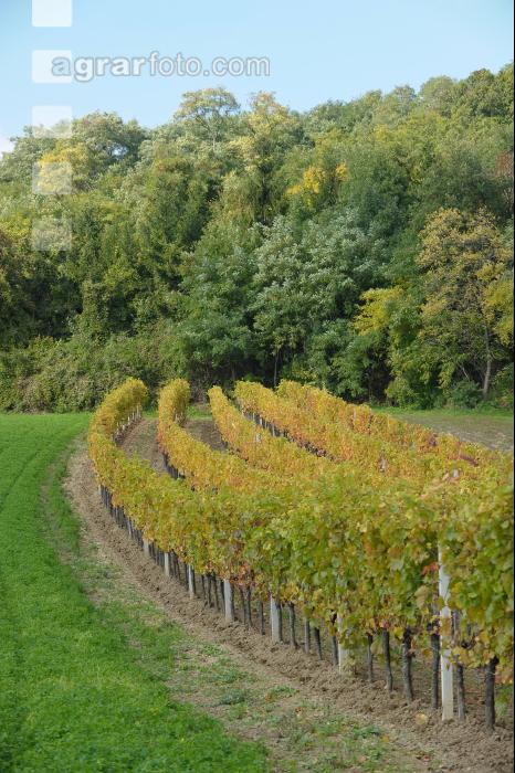 Weingarten Herbst 25