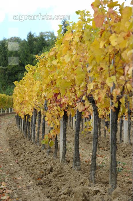 Weingarten Herbst 27