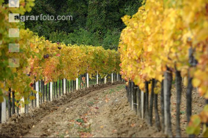 Weingarten Herbst 29