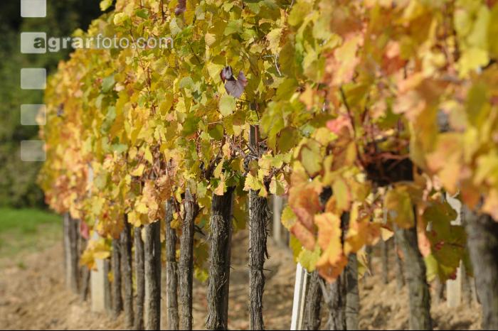Weingarten Herbst 31
