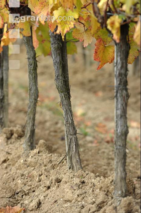 Weingarten Herbst 33