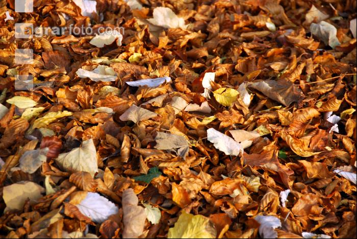 Herbstlaub 4