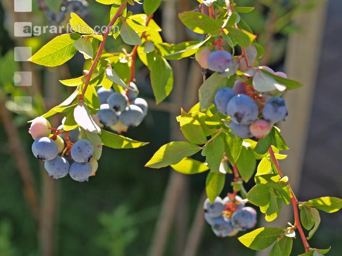 Kulturheidelbeeren 8